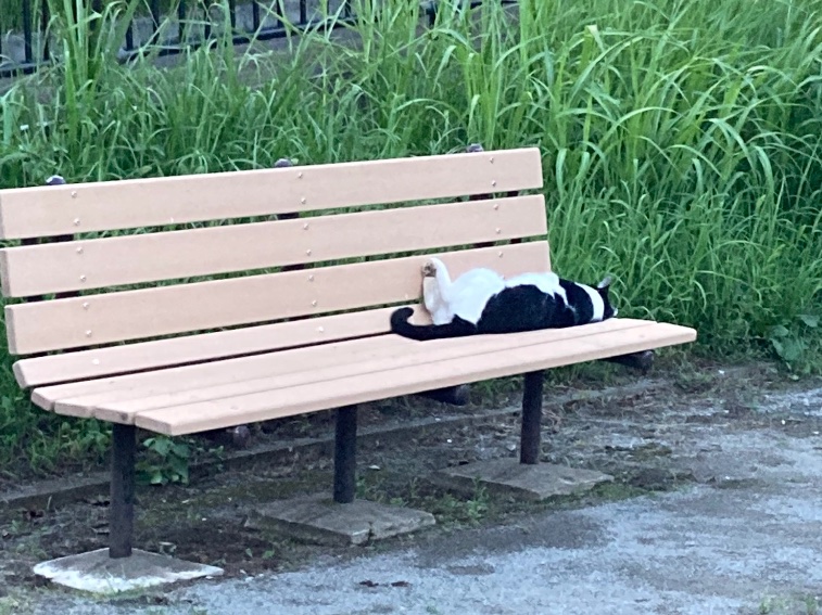 c_o_pomegranate's tweet image. あ の ベンチがリニューアルされた衝撃！