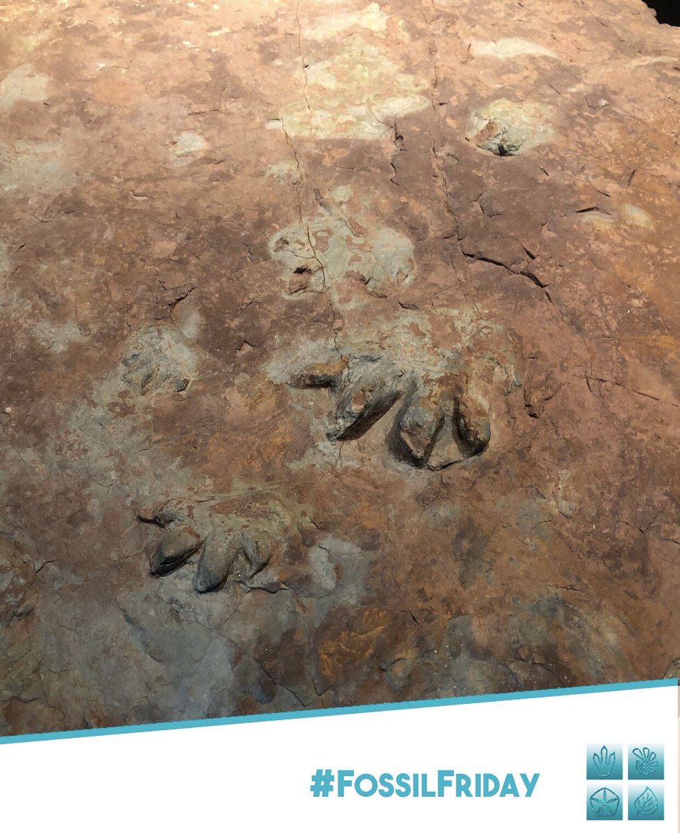 Sepaleontologia tweet media