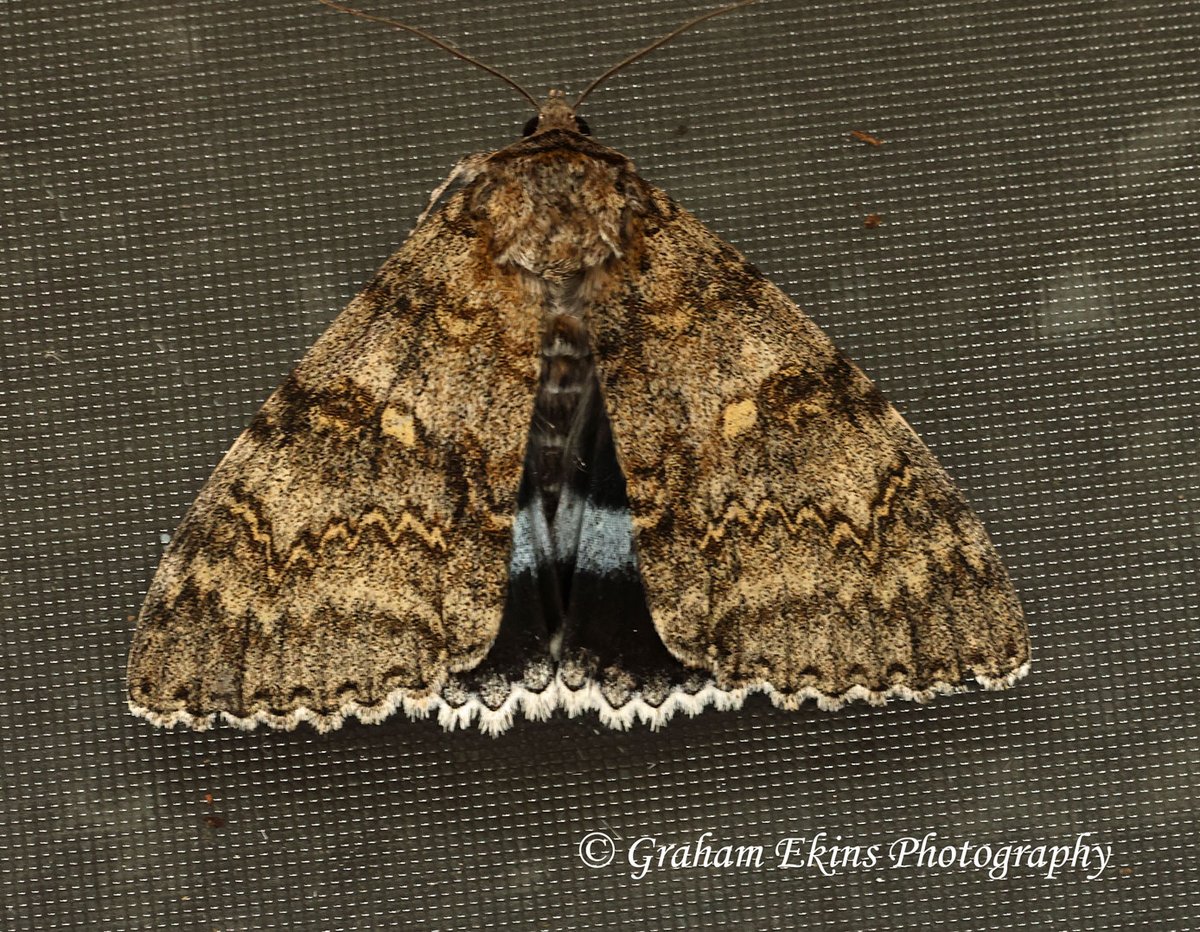Atollshearwater's tweet photo. #Boreham #garden #Essex #mothtraps, Friday 1st; delighted to record Clifden Nonpareil, moth 952 for the garden. Also Sandhill Rustic (now annual). +GD confirmation of Nemapogon falstriella from 20th Aug (951). #Mothmatters @bc_cambs_essex @EssexWildlife @essexbna @EssexFieldClub https://t.co/CTeZ3rOkIY