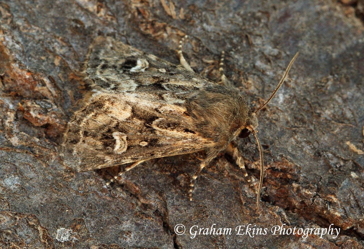 Atollshearwater's tweet photo. #Boreham #garden #Essex #mothtraps, Friday 1st; delighted to record Clifden Nonpareil, moth 952 for the garden. Also Sandhill Rustic (now annual). +GD confirmation of Nemapogon falstriella from 20th Aug (951). #Mothmatters @bc_cambs_essex @EssexWildlife @essexbna @EssexFieldClub https://t.co/CTeZ3rOkIY