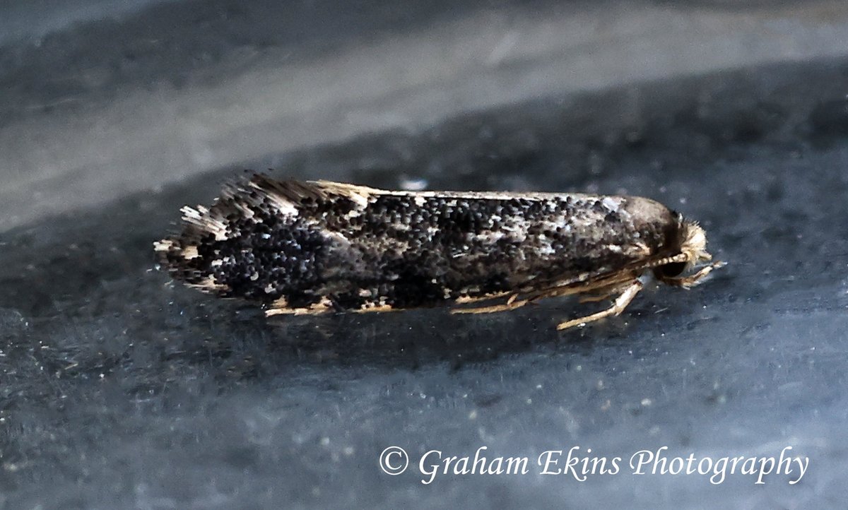 Atollshearwater's tweet photo. #Boreham #garden #Essex #mothtraps, Friday 1st; delighted to record Clifden Nonpareil, moth 952 for the garden. Also Sandhill Rustic (now annual). +GD confirmation of Nemapogon falstriella from 20th Aug (951). #Mothmatters @bc_cambs_essex @EssexWildlife @essexbna @EssexFieldClub https://t.co/CTeZ3rOkIY