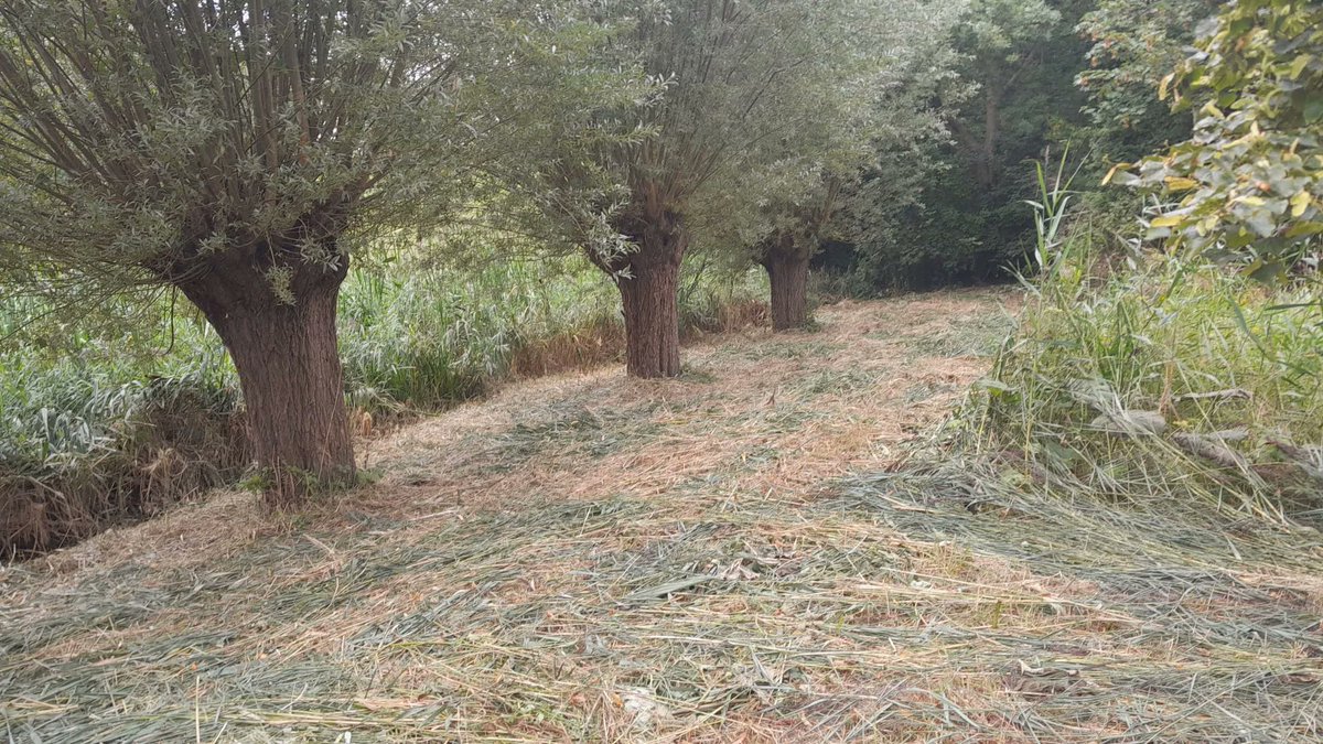 We zijn begonnen met het ruig gras maaien in de parken. Aansluitend gaan we nu de hele wijk door. In deze laatste ronde wordt al het hoge gras gemaaid. In de slootkanten tot aan de waterlijn. Het riet in het water wordt gefaseerd gemaaid door het waterschap. #maaien #HOEK #groen.