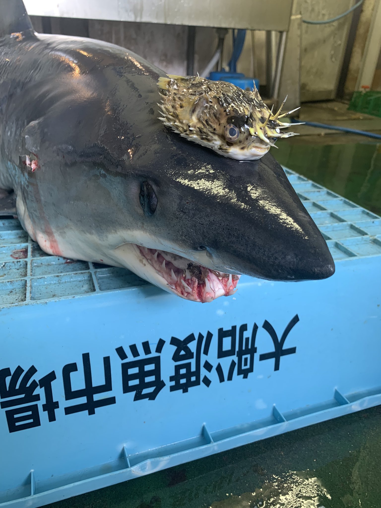 ♪(๑ᴖ◡ᴖ๑)♪海の暴れん坊、大理石のサメくん‼︎ のオブジェ サメ田氏 on X: 