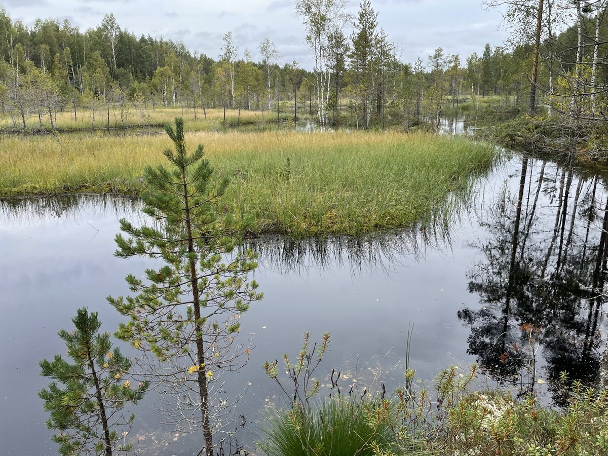 Leivonmäen kansallispuiston kupeessa Kivisuon ennallistaminen onnistui erinomaisesti 👉 
suoalueelle muodostui märkiä linnuille tärkeitä rimmikoita aiemman kuivuneen turpeennostokentän tilalle.
<a href="/Luontopalvelut/">Luontopalvelut</a> #HelmiOhjelma