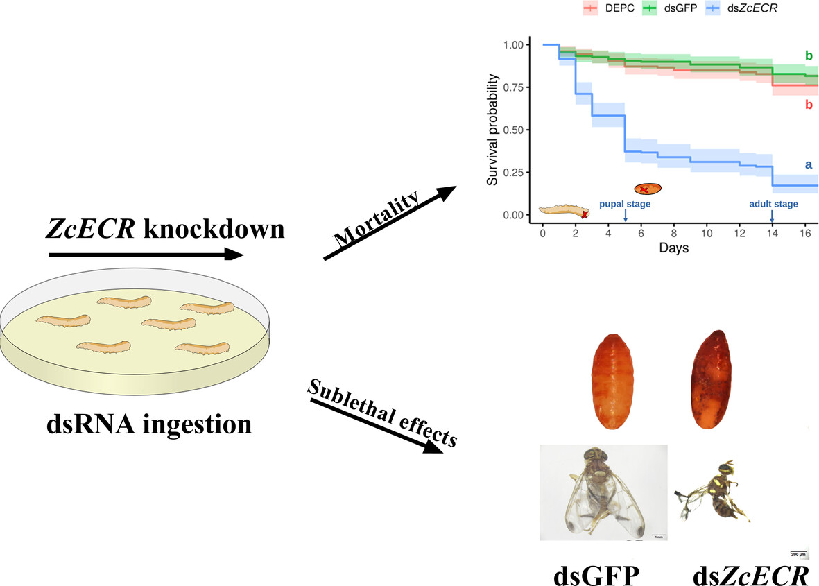 InsectMolecBio's tweet photo. Knockdown of the ecdysone receptor disrupts development and causes mortality in the melon fly, Zeugodacus cucurbitae: https://t.co/NzCzYPtnmG
#Ecdysone #Diptera #RNAi https://t.co/LSFcAwNVZh
