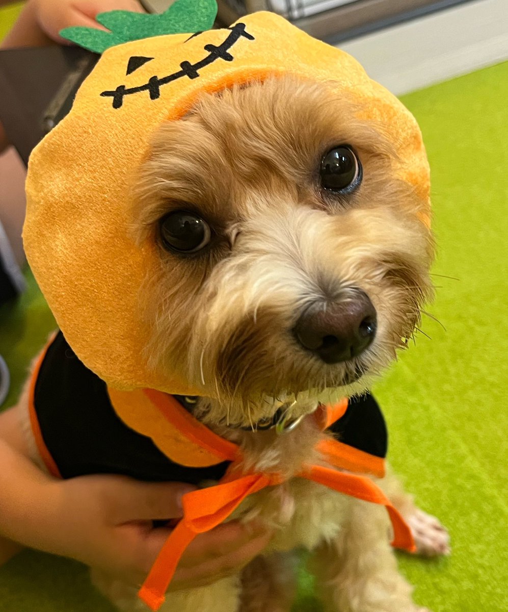 crazy_aku's tweet photo. ひとりハロウィン( ≖ᴗ≖​)ﾆﾔｯ
＃マルプー
＃ミックス犬
＃犬好きな人と繋がりたい
＃犬好きさんとつながりたい
＃犬のいる幸せ
＃犬との暮らし https://t.co/56d12jftF6