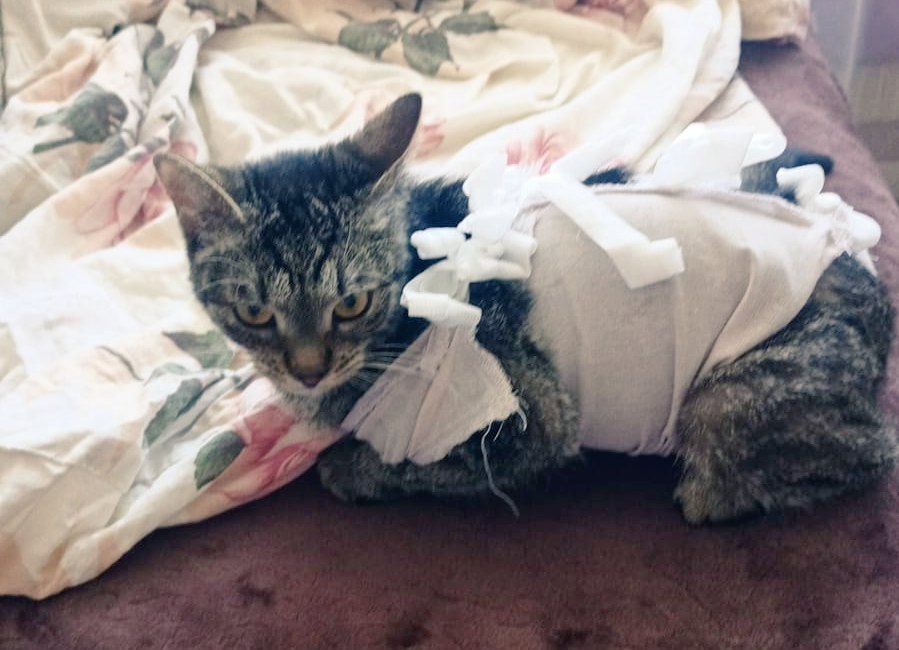 sachikko_O's tweet image. #кошкамосква #ищудом стерилизованная, с хорошими анализами, ласковая кошка. Нужен любящий человек, она украсит жизнь любого!) Нужно просто постоянное жилье с хорошим человеком!