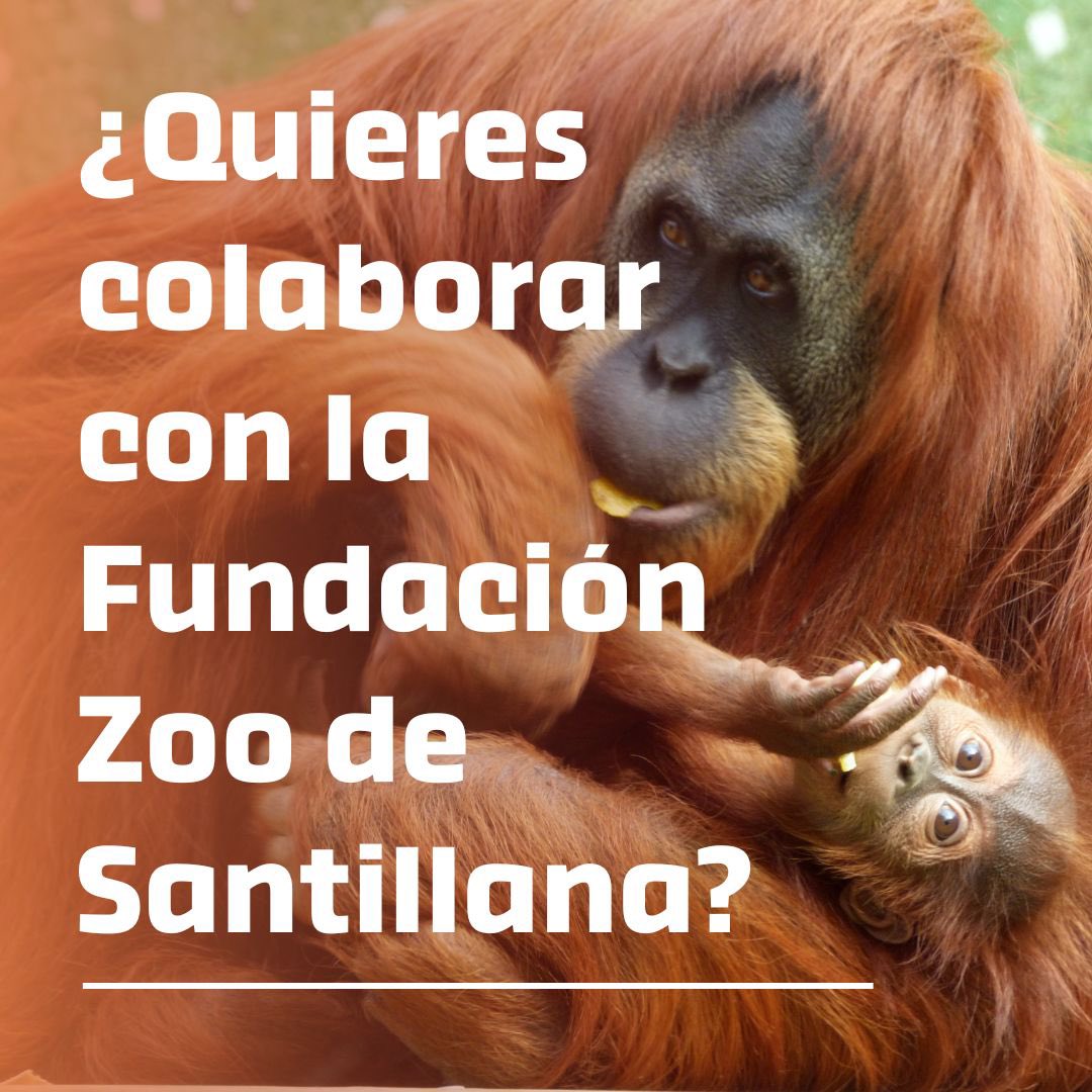 ZOO DE SANTILLANA (@ZOODESANTILLANA) / Posts / X