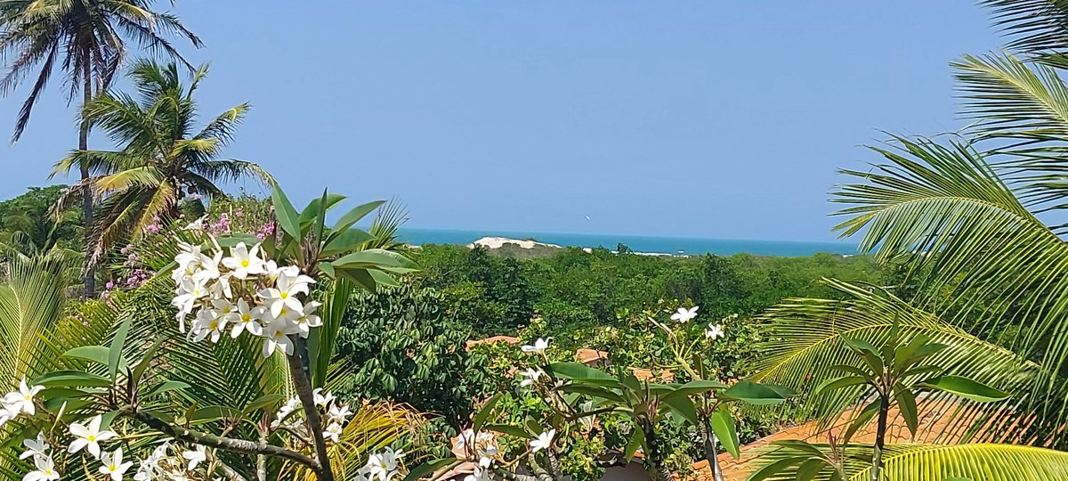 Em primeiro plano, coqueiros e outras plantas nativas. Ao fundo as dunas e os verdes mares do litoral cearense... Quer mais o quê?!