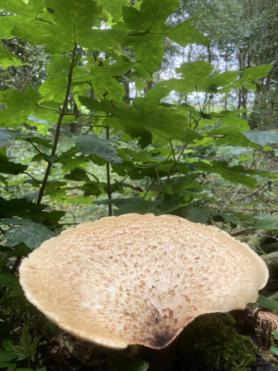 Op een esdoornstronk deze zwavelzwammen in het Staelduinse bos. #regiokuststreek <a href="/ZHLandschap/">Zuid-Hollands Landschap</a> <a href="/NedMycVer/">NMV-Mycologen</a> <a href="/Bezoek_westland/">Bezoek Westland</a>