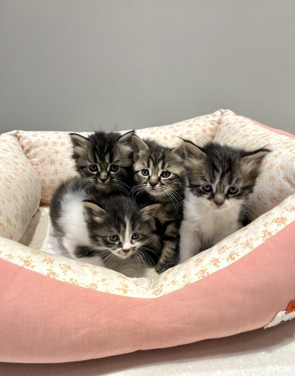 Riyadh Shelter tweet media