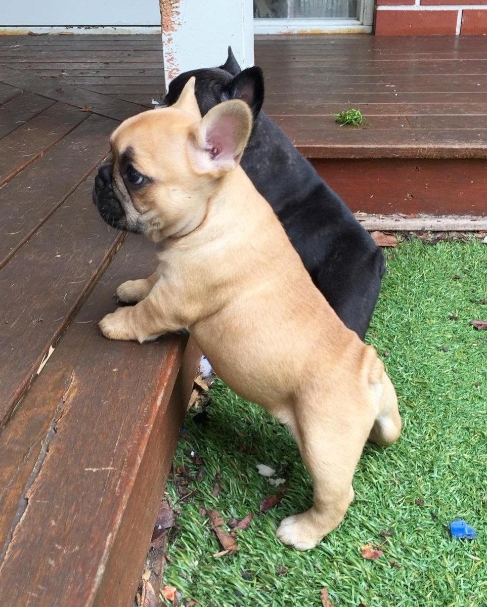 Little potatoes!🥔🥔😍

 #frenchies1 #frenchiesofinsta #frenchielover #frenchiemagazine #frenchiebulldog #frenchbulldogstud #frenchiemom #frenchievideo #frenchbulldogstagram #frenchie1 #frenchbulldogsofig #frenchiefun