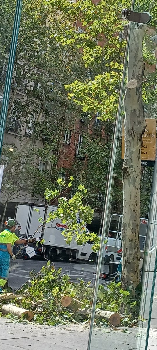 @ayuntamientodemadrid
Fuera árboles!!