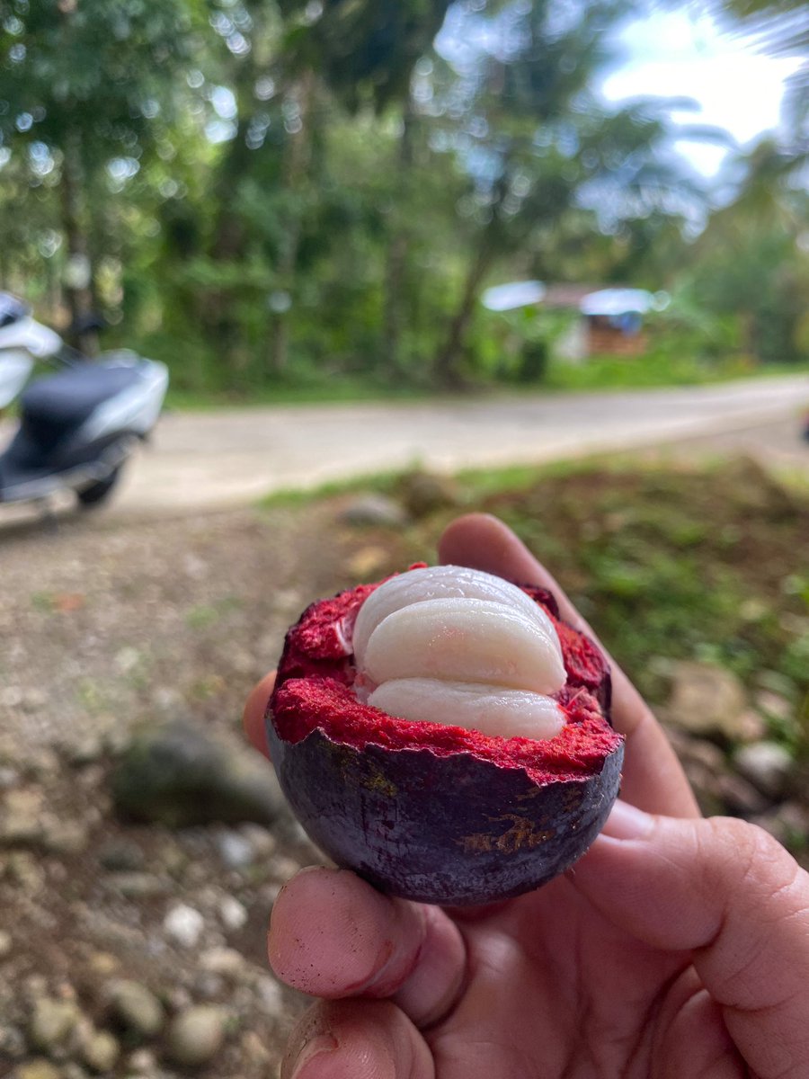 Went somewhere to harvest “mangosteen” fruit.

#Countryside #mangosteen #tropicalfruits #foodoftheday #photograghy #foodblogger