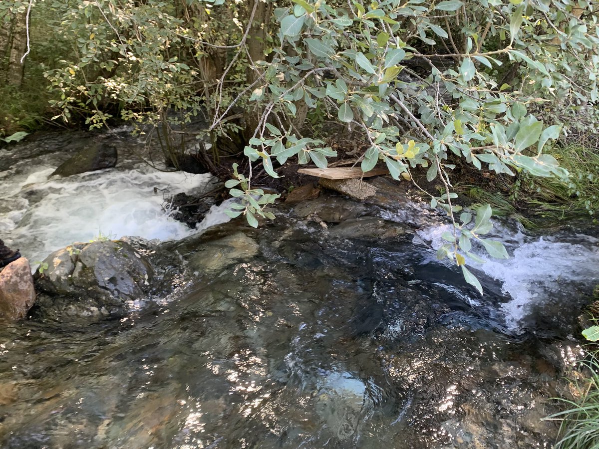 mdv70's tweet image. Veure aquesta aigua em fa posar la pell de gallina després de la greu sequera que estem patint … mira que l’he vist vegades, doncs ara m’hi quedo una estona veient com corre #Pallars #AltPirineu #VallFerrera