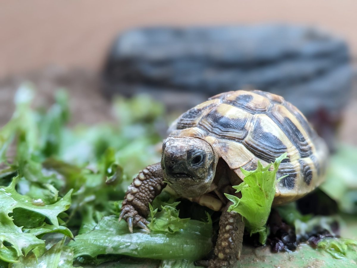 Lathrix's tweet image. Vicious tortoise standing atop her recent kill. 

All veggies quake in fear.