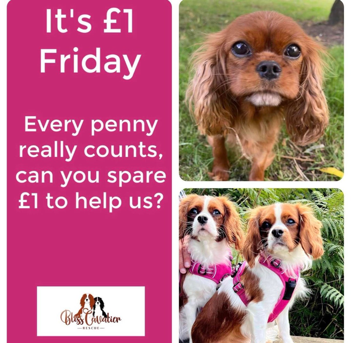 Bliss Cavalier Rescue tweet media