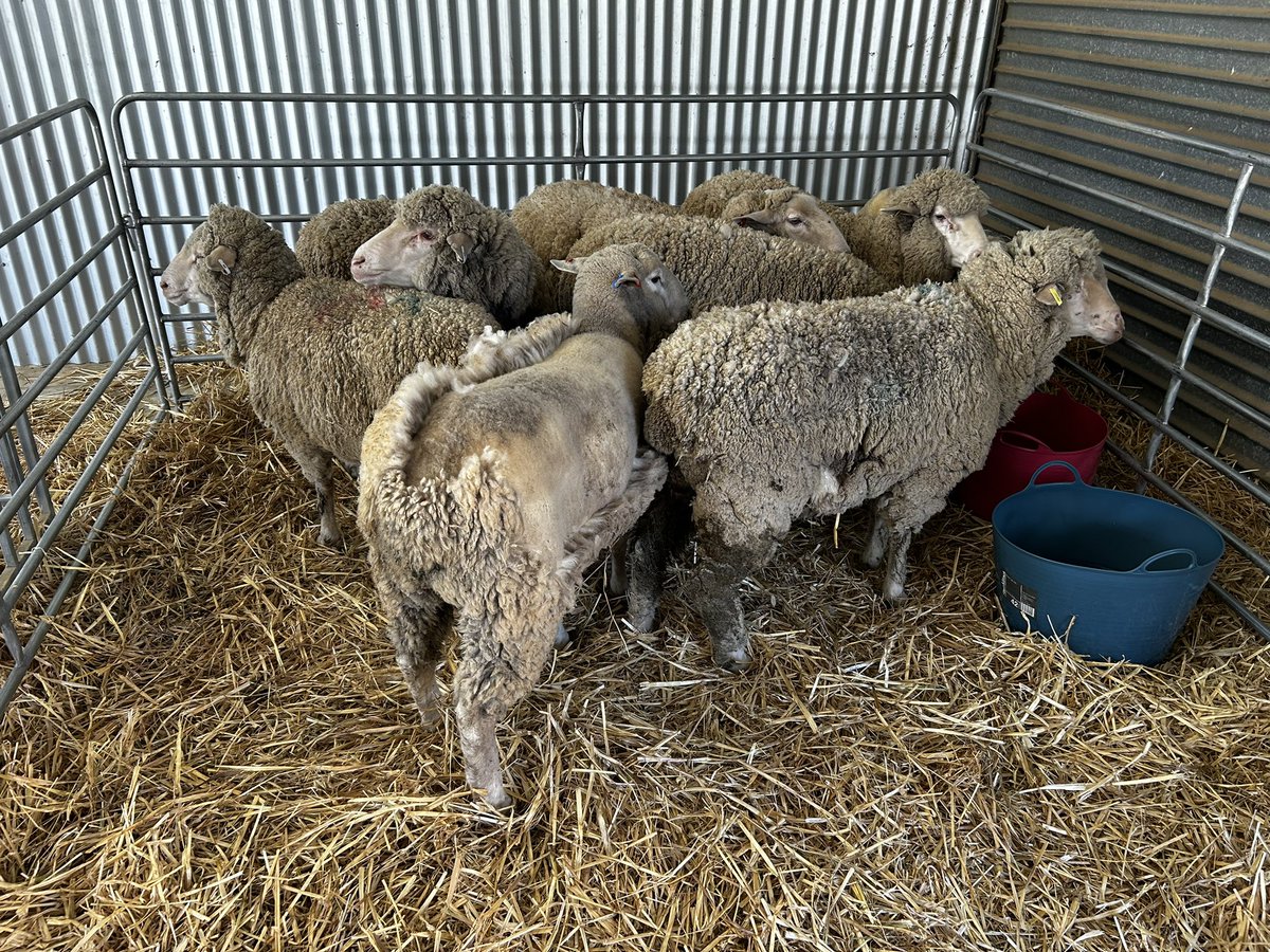 Australian Wool Innovation tweet media