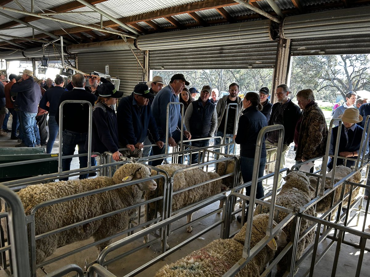 Australian Wool Innovation tweet media