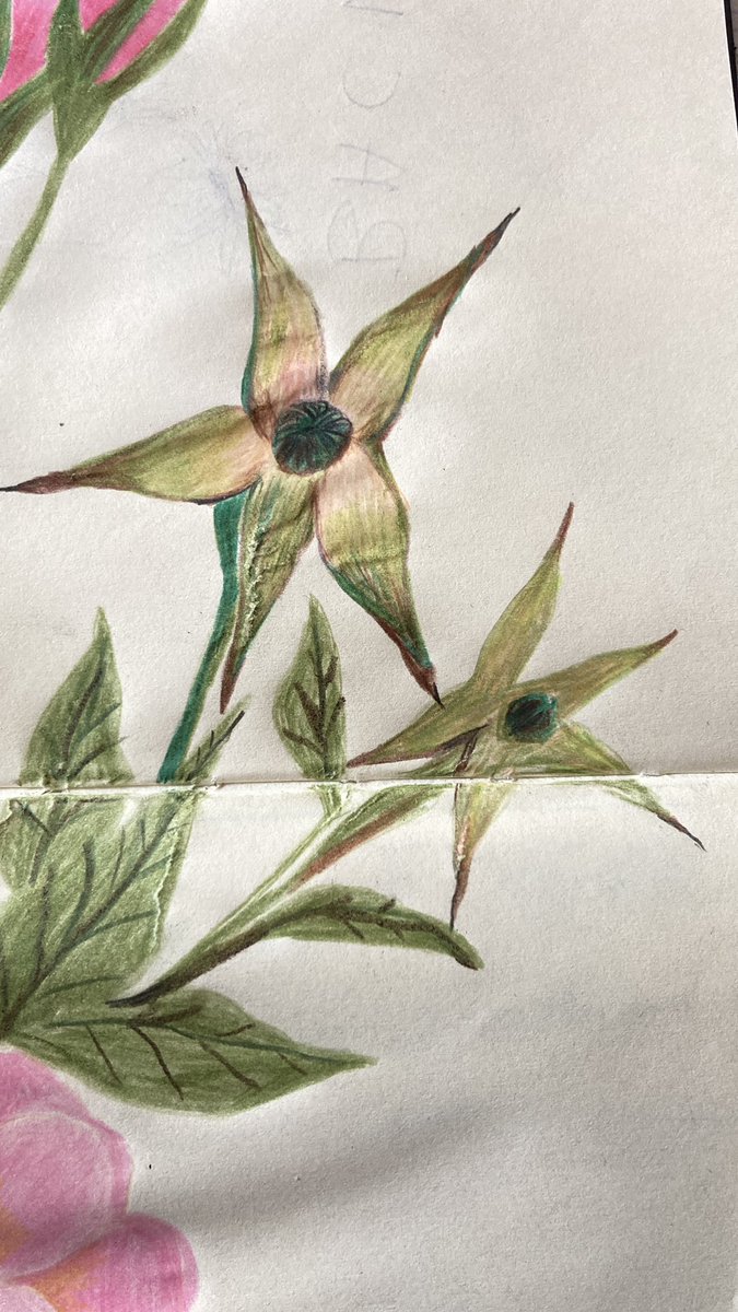 BITSIFIND_'s tweet photo. Little nature close ups 🌷🌹🌿💐💕 #illustration #drawing #botanicalart https://t.co/e9iOJ4GfsX