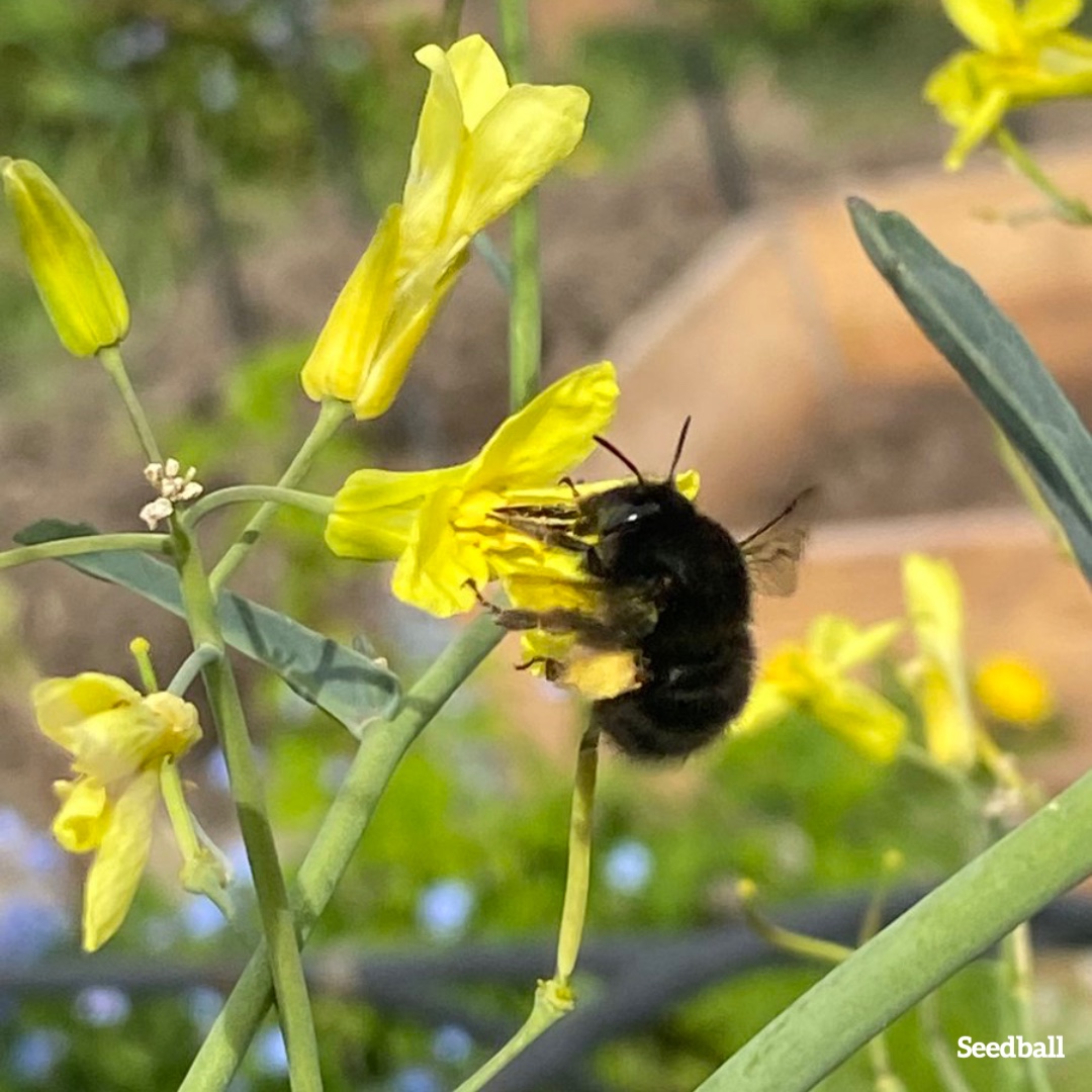 seed_ball's tweet photo. Plant wildflowers 🌼 to support the health of our planet's pollinators!  🐝 The Hairy-footed flower bee is just one of over 200 species of solitary bee native to the UK. 
#PollinatorHealth #WildflowerPlanting #SavetheBees 🌸 https://t.co/X3thQpAfRW