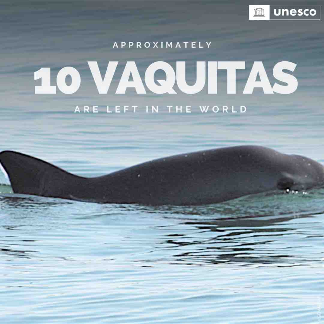Hi there, humans! I’m the world’s smallest cetacean, a critically endangered vaquita. Sadly, only 10 of us remain, & we need your help to survive. Illegal fishing & gillnets have pushed us to the edge. Help us secure a future for our species! Signed, 🐬 on.unesco.org/biodiversityco…