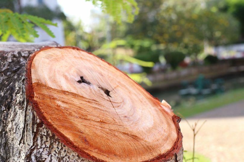 Do you have a tree that has fallen or is damaged, we can help you. Call us today on 07864 641240 for more information or send us a DM on WhatsApp with an image for an instant price. #greenestlandscaping #tree #treesugery #treesurgeon #garden #grass #cutting #tidyup #surrey #home