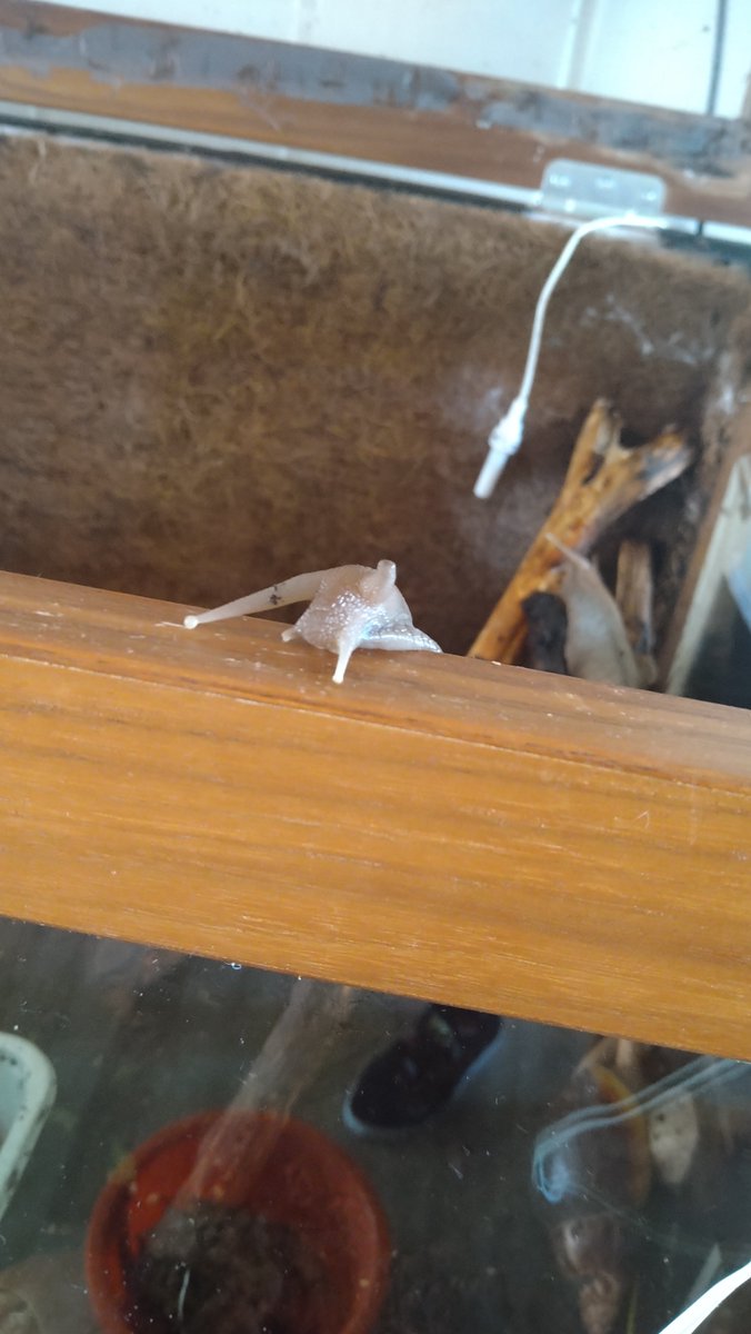 Falls jemand Interesse hat.
#Achatschnecken 

Verkaufe ich gerade bei #Kleinanzeigen. Wie findest du das?

kleinanzeigen.de/s-anzeige/acha…