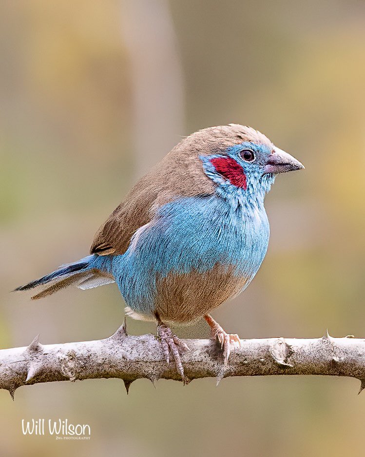 2wsphotography's tweet image. A male Red-cheeked Cordon-bleu looking pretty awesome and ready for the weekend… Photographed @nyandungupark in #Kigali #Rwanda #RwOT #BirdsSeenIn2023 #birdwatching
