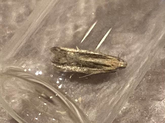 andystbm's tweet photo. A nice selection last night. A presumed female Clifden Nonpareil on size alone, it’s huge! Red Underwing, three Old Lady and a well marked Mirificarma mulinella. Another or the same Clifden evaded the trap and disappeared over the roof at 9:30 in the evening. https://t.co/jB2eZ9DTFA