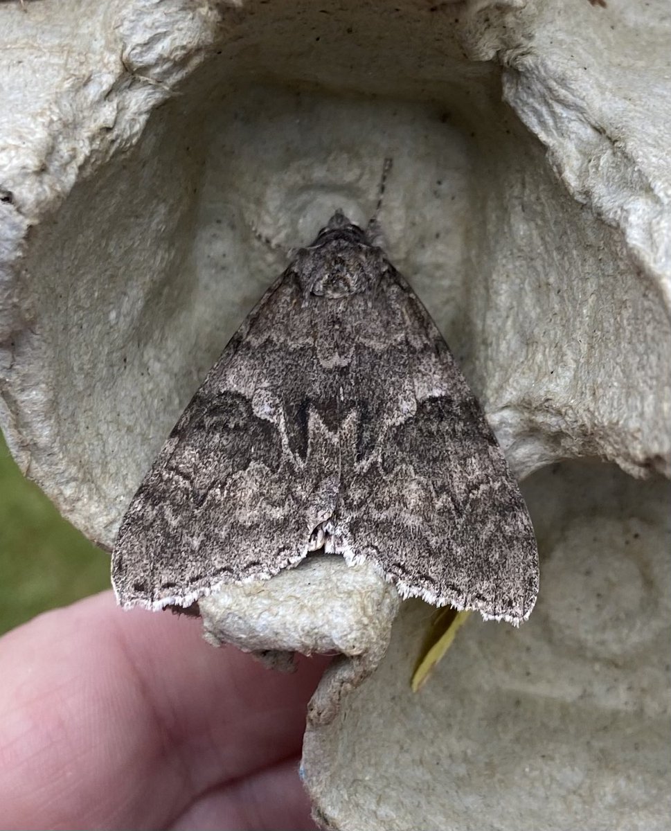 andystbm's tweet photo. A nice selection last night. A presumed female Clifden Nonpareil on size alone, it’s huge! Red Underwing, three Old Lady and a well marked Mirificarma mulinella. Another or the same Clifden evaded the trap and disappeared over the roof at 9:30 in the evening. https://t.co/jB2eZ9DTFA