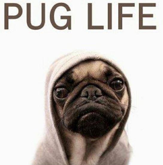 PugLovers80210's tweet photo. Poop Bag Fun..... WOOF!!
#cutepugs #pugcross #pugpower #pugmug #pugaddict #pugday #babypug #pugbaby #pugsproud #pugstuff #pugsrock #puppypug #happypug #pugslove #blackpugs #pugfashions #pugrequest #pugrescue #puglive #pugchat #seniorpug #dailypug #pugmom #pugface #pugcentral https://t.co/o7KpTKiKKO