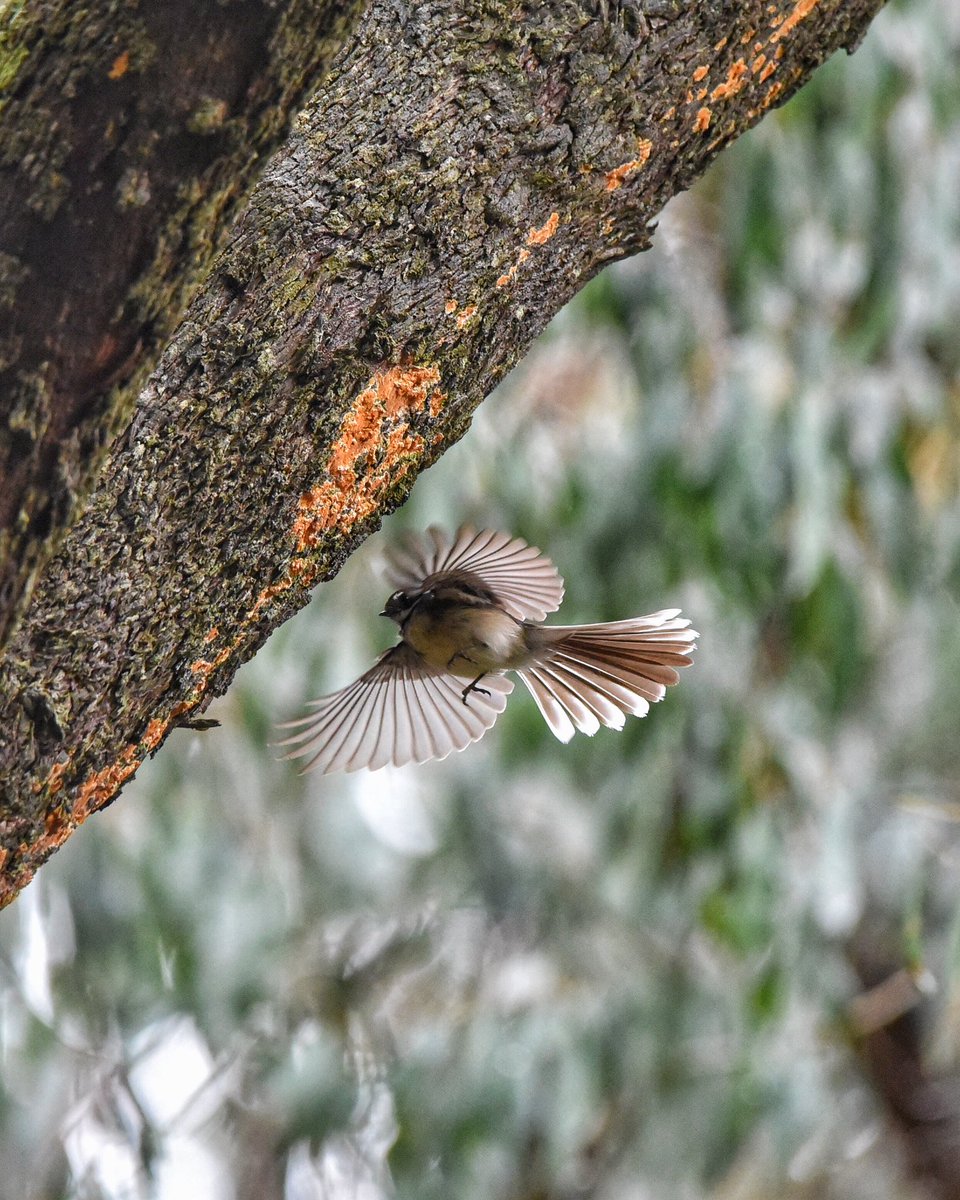 Me? Cranky? Nooooo, I’m fabulous!

#WildOz #OzBirds #GreyFantail #WildMelbourne