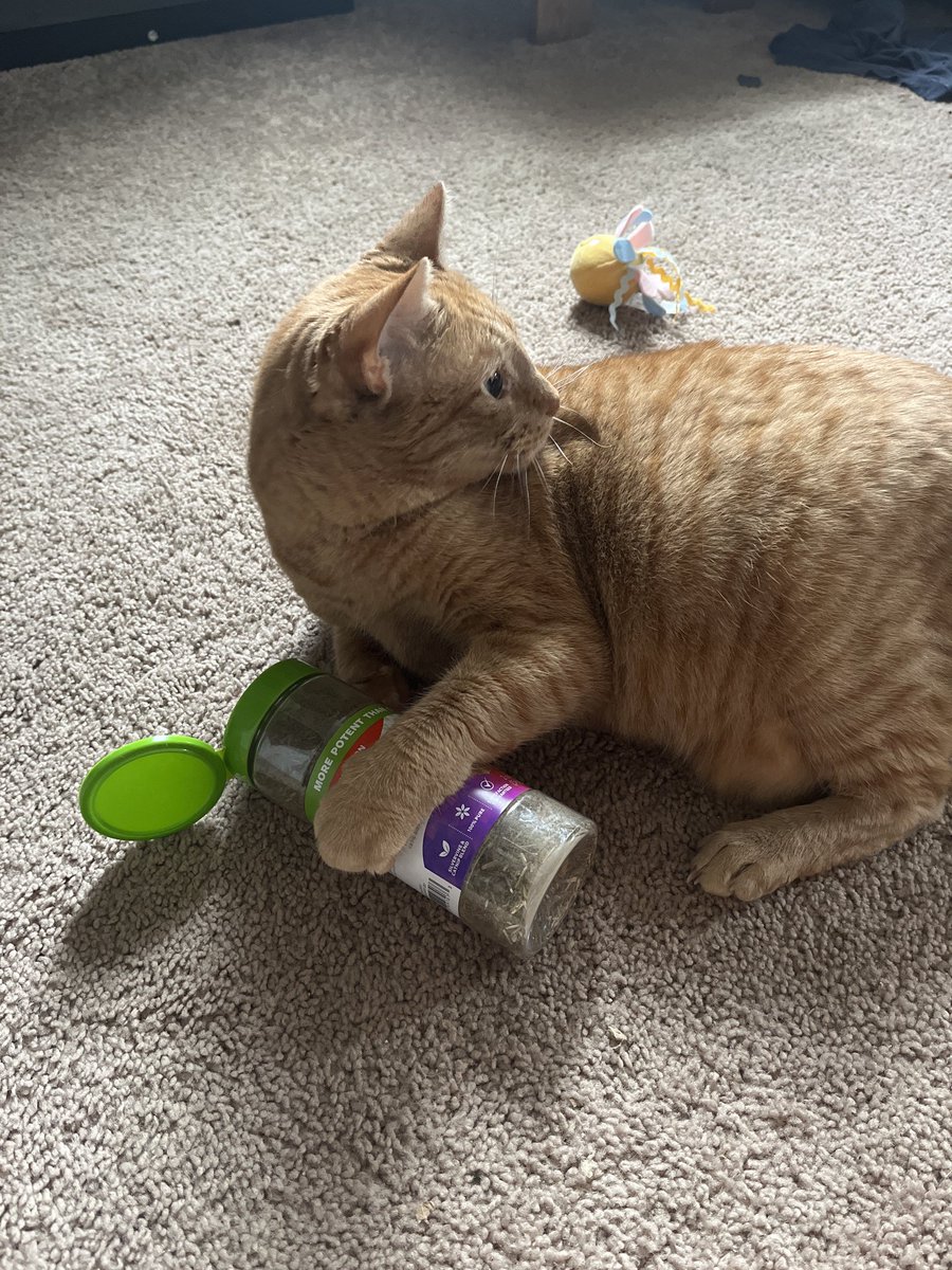 CraftBumble's tweet photo. It is Happy Cat Month!
Our first Happy Cat is Manager Felix. He is a professional rotisserie chicken who has a habit of sitting weird.

Make sure to give your cat a treat today in honor of Happy Cat Month beginning! ~ 🐱 https://t.co/0kUnP8WZGL