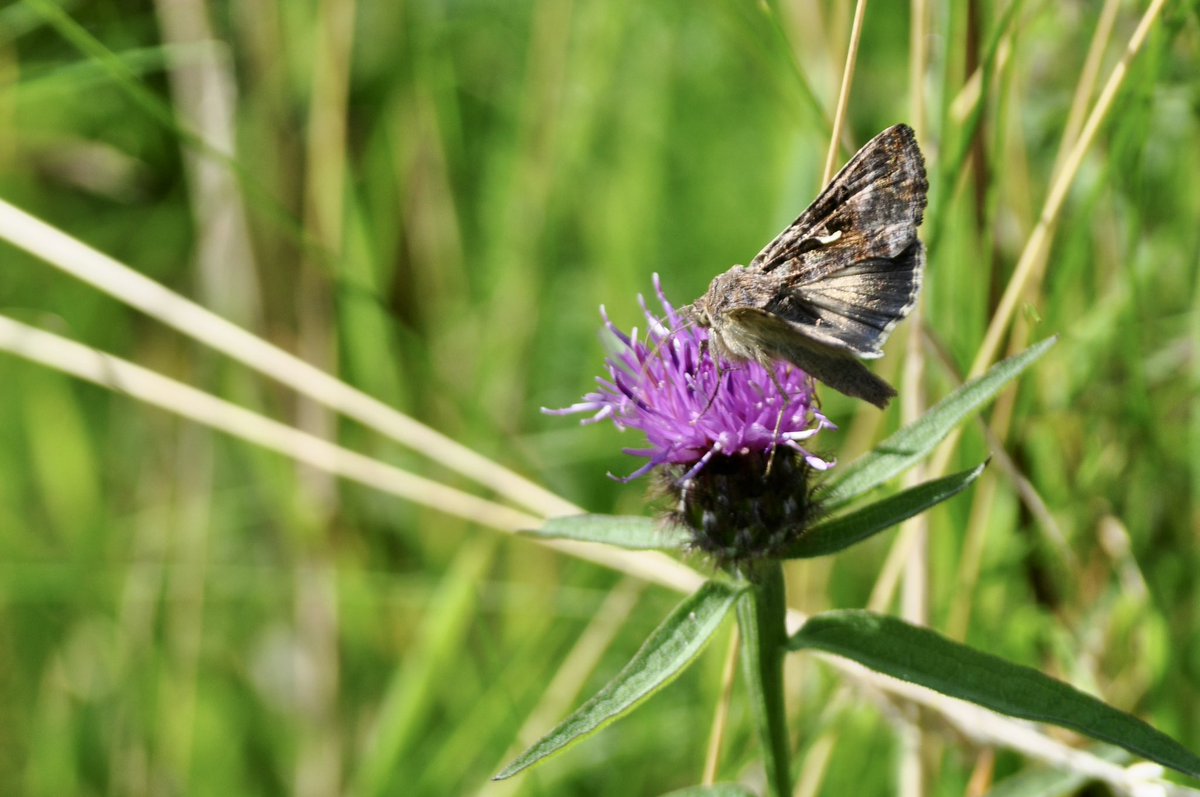 Don’t think I’ve ever seen so many Silver Y moths in this quite small patch of knapweed, devil’s-bit scabious and water mint. Dozens of them!
@BC_Yorkshire @IngleborouTrail