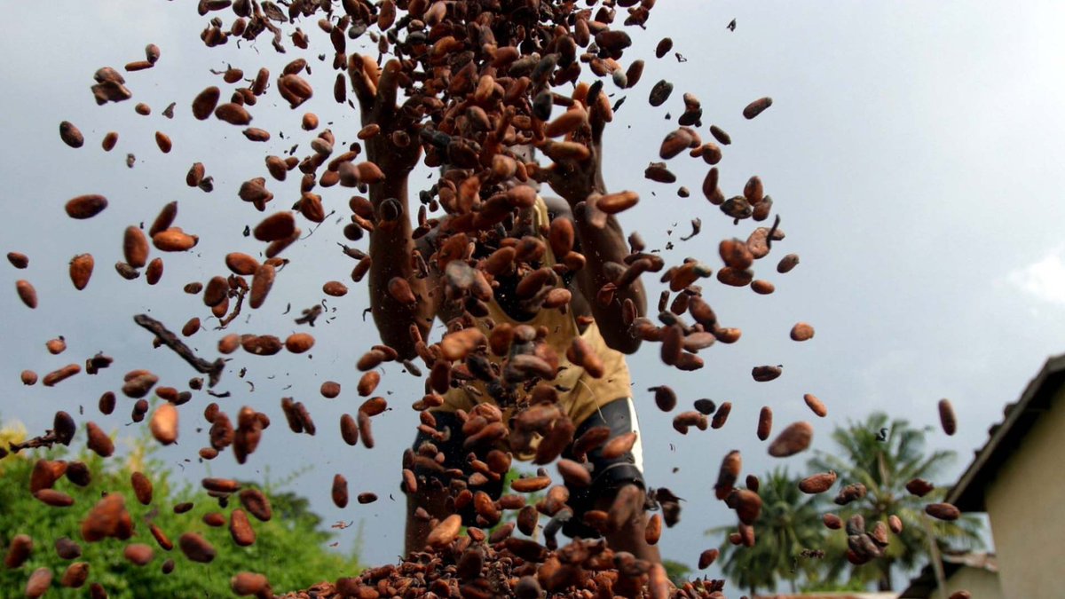 Int'l Rights Advocates is suing the US gov. because it says that the Dept. for Homeland Security has ignored evidence that children in West Africa have harvested cocoa bound for US chocolate makers.

Read the full article here: bit.ly/3Eii9CS

#Chocolate #AltChoc