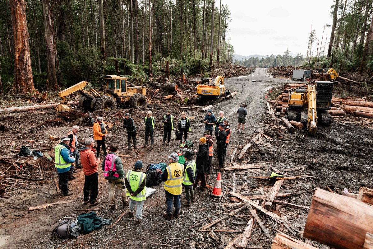 A circle of forest defenders in Tasmania’s Florentine valley where we arrived and today’s logging is off. PM Albanese <a href="/AlboMP/">Anthony Albanese</a> can stop this forest massacre every day. Up to him.
#auspol #politas