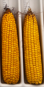 Amazing 🤔🤔what 5 days difference in planting date is showing up maturity wise at this time of the year.  Two corn 🌽 plots in two fields planted 500 feet apart. We will need all of September 🗓️ to get this crop to the finish line. (picture August 31) #ontag #SendSunHeatPlease