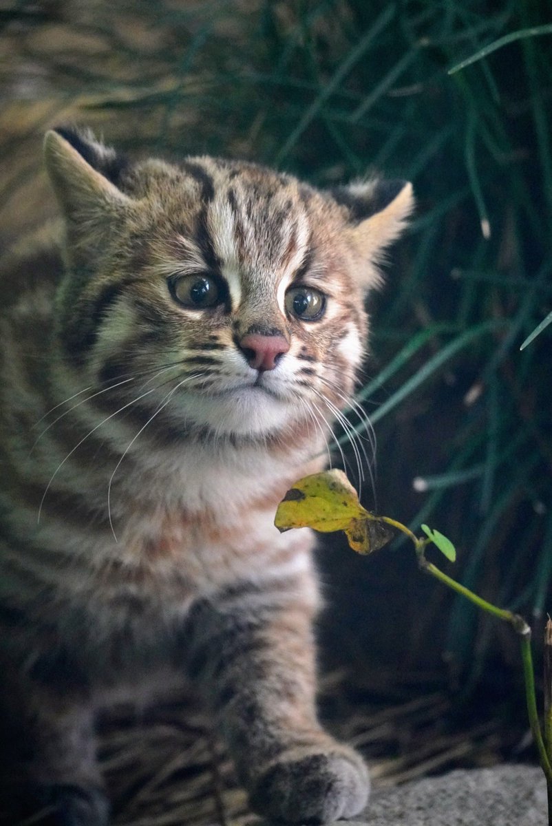 njbsun's tweet photo. ω
かわいすぎるな…

＃東山動植物園
#ツシマヤマネコ https://t.co/4CYj52sYG3