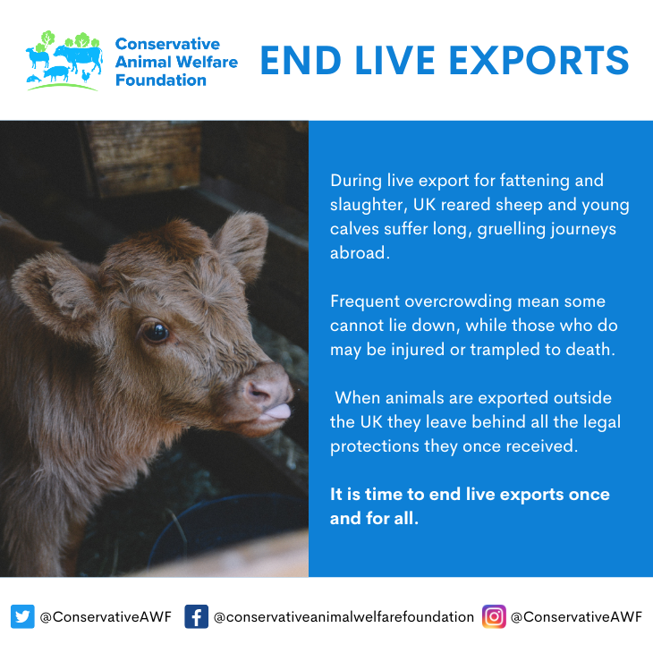We are calling for a Government Bill to end live exports for fattening and slaughter🐄 This policy has been decades in the making - raised by Conservative MP (now Peer) Janet Fookes in 1975, and more than 40 years later included in the 2019 Manifesto. #EndLiveExports