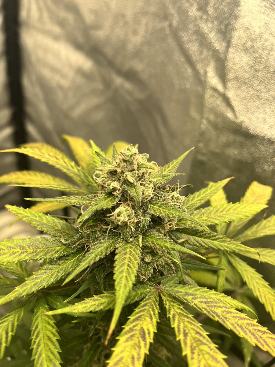 West coast OG. Smells absolutely devine. Loads of pinkinsh pistils on her also. 🌱 🔥 @Fast_Buds 🔥 🌱 🌱 @Living_Soils 🌱 💡 @spiderfarmerled 💡 #Mmemberville #CannabisCommunity #CannaLand #cannabisculture #420community #growyourown #cannabisgrower