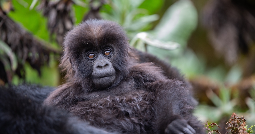 WTTC's tweet photo. Today marks #KwitaIzina ceremony, where the newborn gorillas of Volcanoes National Park receive their names. 🦍🇷🇼 

The ceremony celebrates conservation success, pays tribute to rich biodiversity, &amp; reminds us of our responsibility to the planet.
@visitrwanda_now @RDBrwanda https://t.co/G8LtWvheON