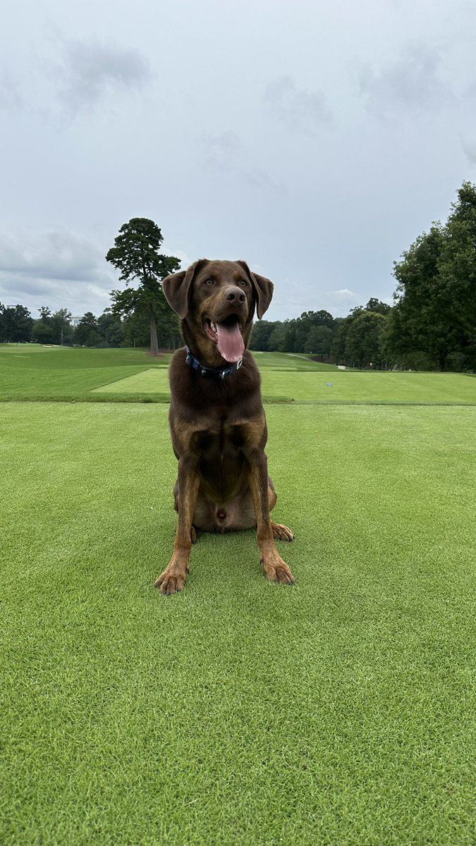 ponder_eplay's tweet image. Just a dog.
#dogsofturf