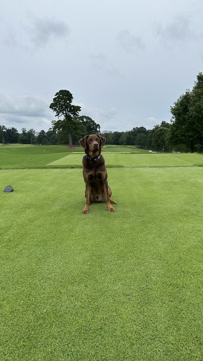 ponder_eplay's tweet image. Just a dog.
#dogsofturf