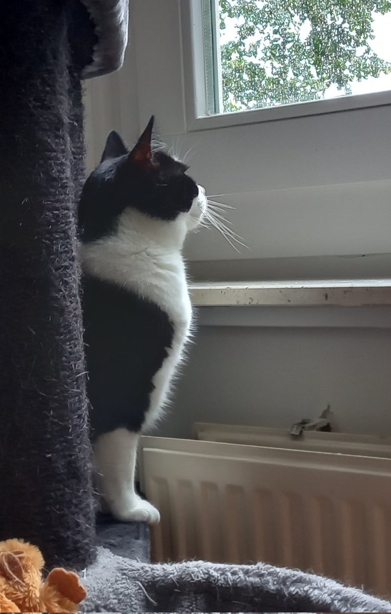 AlpacaAlfredo's tweet photo. Wat een nattigheid buiten 🙀🌧
#Milo #CatsOfTwitter #terugvolgvrijdag https://t.co/iXli5Fu2sy