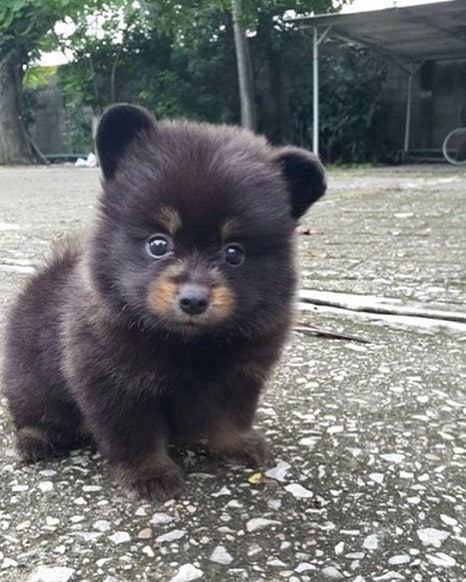 Hi everyone! Meet Kuma, she is a Teddy Bear Pomeranian 😍