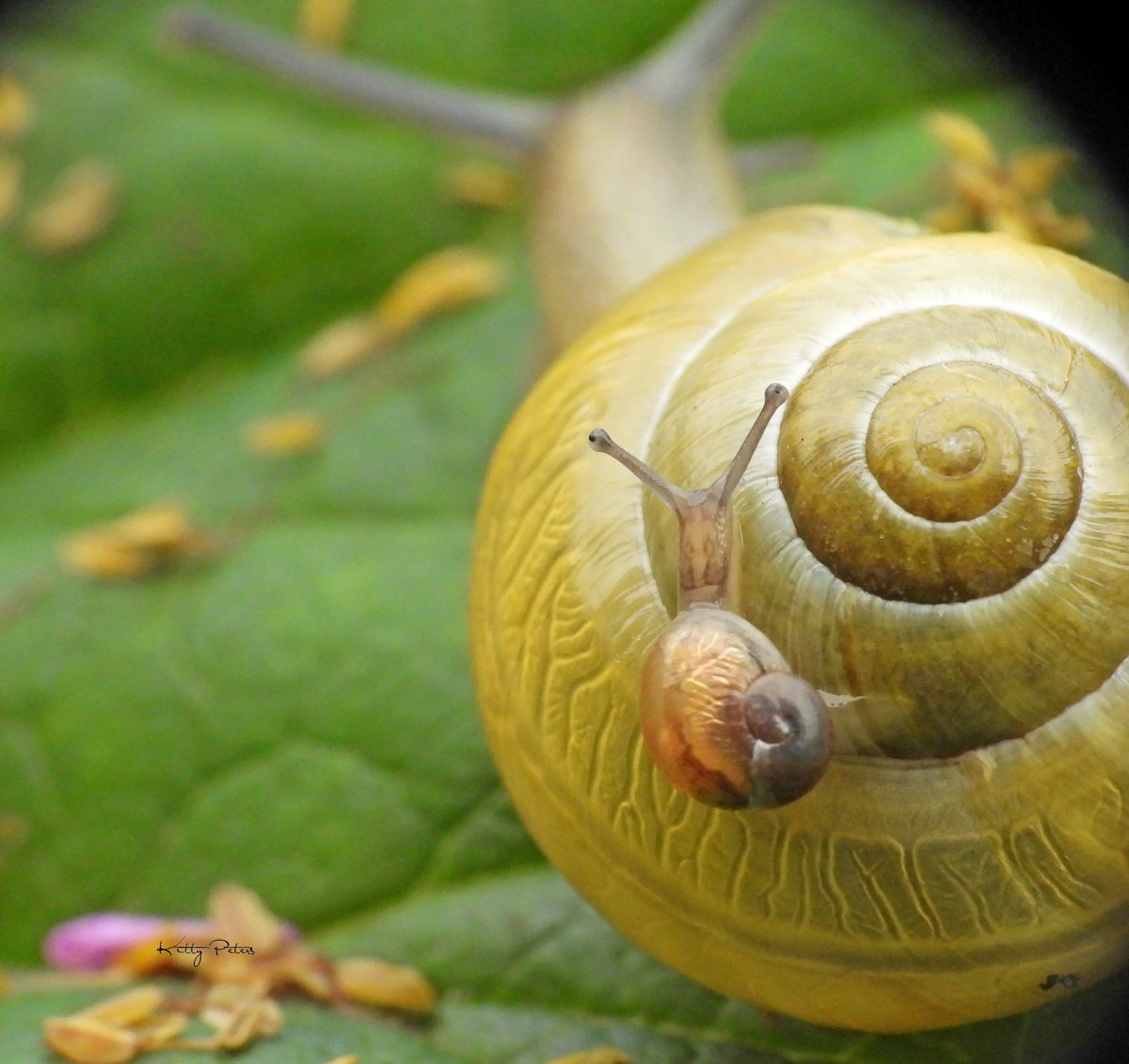 Kittydabunik's tweet photo. #two_of_a_kind #fotozomerweken #fotochallenge #slakken in mn #tuin https://t.co/3LHsu2asnw