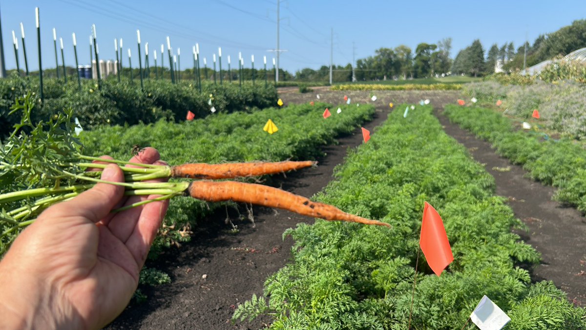 Some small-seeded crops were tricky to establish this year, but we’ve grown some monster beets and the carrot project is coming along nicely.