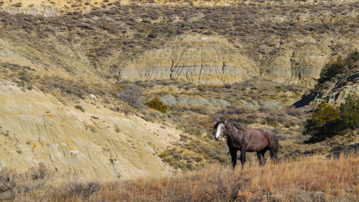 Yesterday's #WhereTakenUSA Puzzle 170 answer was NORTH DAKOTA

Common first guesses:
NORTH DAKOTA, MONTANA

The most common incorrect guess: MONTANA

1️⃣ 🟦 4%
2️⃣ 🟦🟦🟦🟦 28%
3️⃣ 🟦🟦🟦🟦 28%
4️⃣ 🟦🟦🟦 21%
5️⃣ 🟦🟦 9%
6️⃣ 🟦 4%
❌ 🟦🟦 6%

wheretakenusa.teuteuf.fr