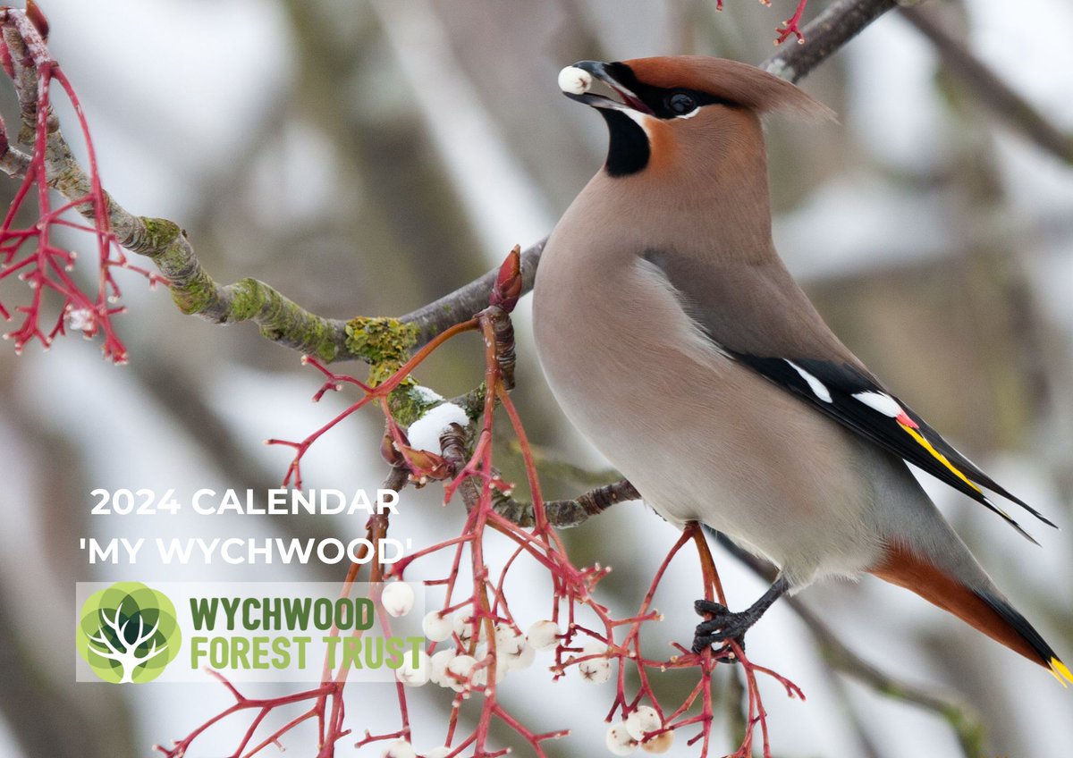 Our new calendar for 2024 has 12 stunning nature photographs including this one of a waxwing by Martin Gascoigne-Pees which also features on the cover.⁣ All proceeds to our work in the Wychwood Forest area. To pre-order a copy for £9.99 email maeve@wychwoodforesttrust.co.uk.
